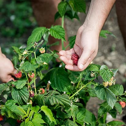 Organic farm