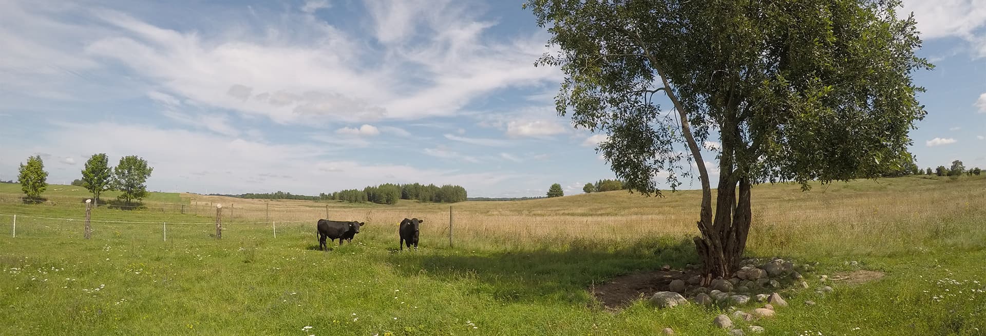 Animals on the farm